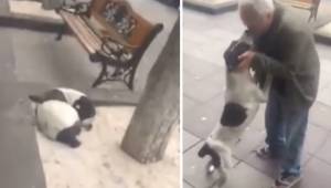 Den hund, som forsvandt for 3 år siden, møder sit menneske på gaden. Dens reakti